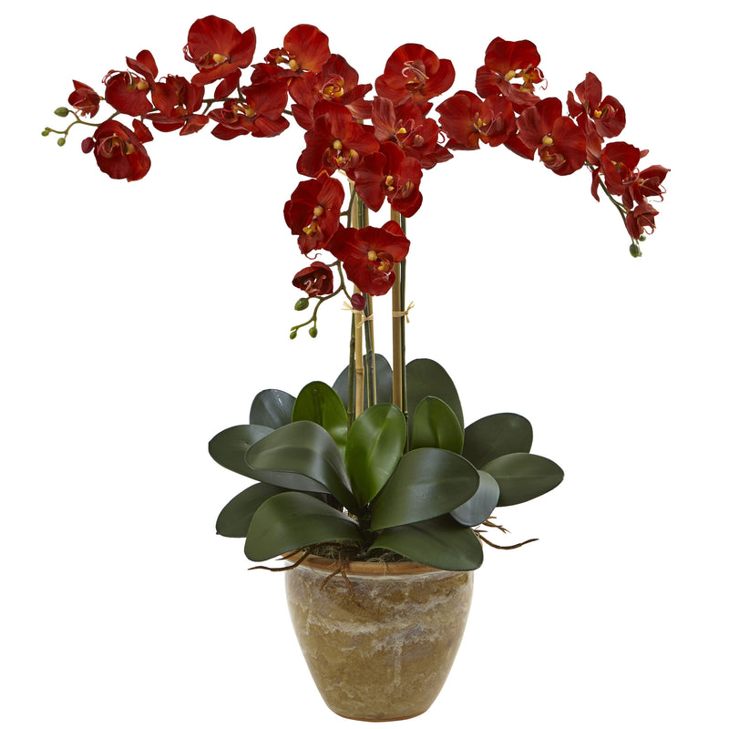 Triple Stem Phalaenopsis Arrangement Seasonal