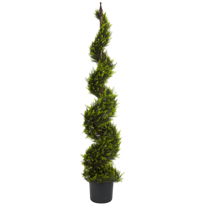 5' Cypress Spiral Tree