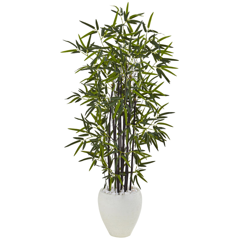 5" Black Bamboo Tree in White Oval Planter