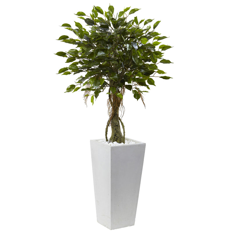 Ficus Tree with White Planter UV Resistant (Indoor/Outdoor)
