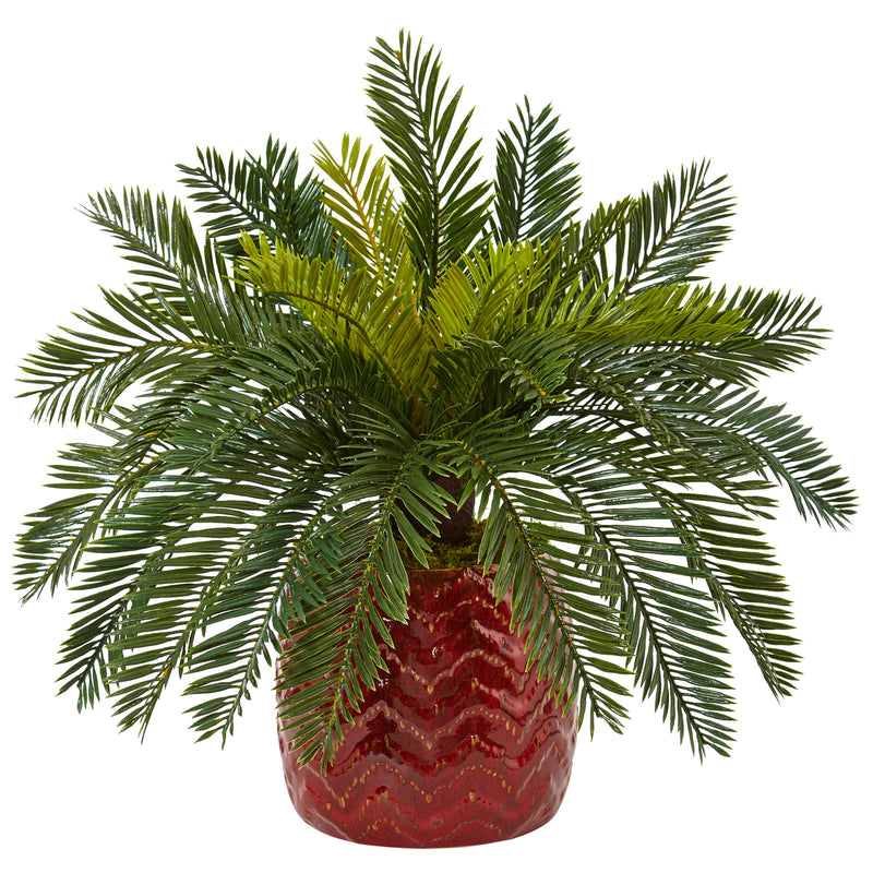 Cycas in Red Ceramic Planter