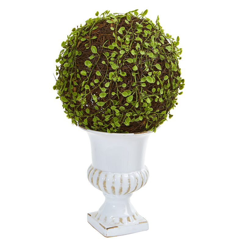 18" Mohlenbechia Ball Topiary in White Urn