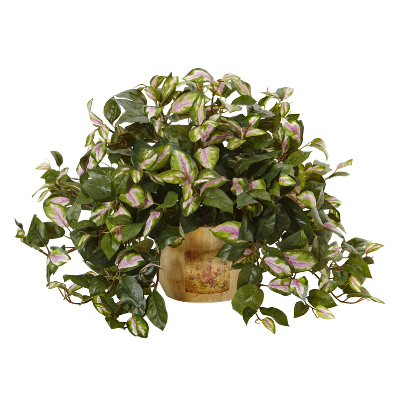 Hoya in Wooden Pot