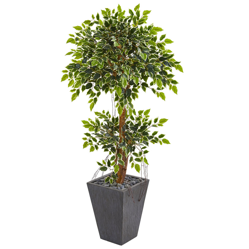 5" Variegated Ficus Artificial Tree in Slate Planter