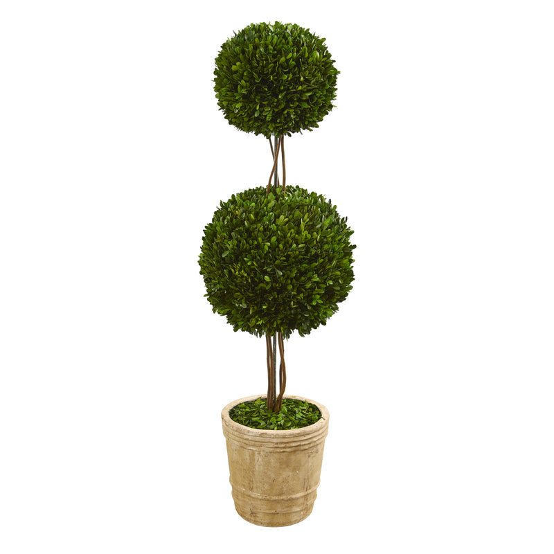 4" Preserved Boxwood Double Ball Topiary Tree in Planter